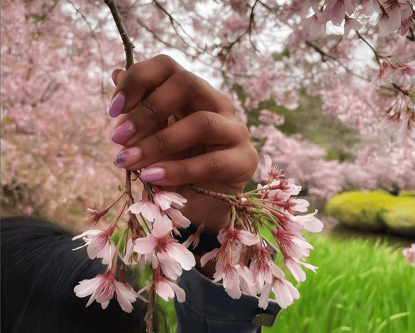Pretty pink nails holding the branch of a blossom tree